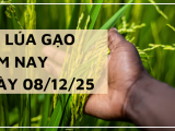 Giá Lúa Gạo Hôm Nay Ngày 08/12/2025: Thị Trường Ổn Định