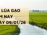 Giá Lúa Gạo Hôm Nay Ngày 9/1/2026: Gạo Giảm Nhẹ