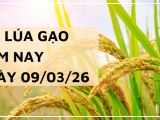 Giá Lúa Gạo Hôm Nay Ngày 9/3/2026: Thị Trường Đi Ngang Đầu Tuần