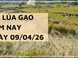 Giá Lúa Gạo Hôm Nay Ngày 09/04/2026: Lúa Tươi Bật Tăng Mạnh