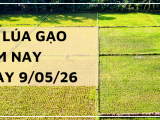 Giá Lúa Gạo Hôm Nay Ngày 09/05/2026: Gạo Xuất Khẩu Giảm Nhẹ