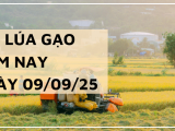 Giá Lúa Gạo Hôm Nay Ngày 9/9/2025: Gạo Nguyên Liệu Giảm Nhẹ