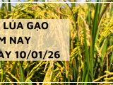 Giá Lúa Gạo Hôm Nay Ngày 10/1/2026: Thị Trường Đi Ngang
