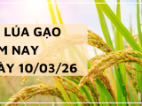 Giá Lúa Gạo Hôm Nay Ngày 10/3/2026: Thị Trường Ổn Định
