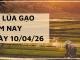 Giá Lúa Gạo Hôm Nay Ngày 10/4/2026: Thị Trường Đi Ngang