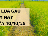 Giá Lúa Gạo Hôm Nay Ngày 10/10/2025: Giá Gạo Xuất Khẩu Biến Động