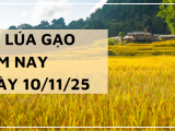 Giá Lúa Gạo Hôm Nay Ngày 10/11/2025: Thị Trường Đi Ngang