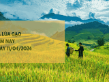 Giá lúa gạo hôm nay 11/04/2024: Giao dịch lúa mới ít, giá lúa gạo đi ngang