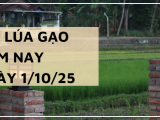 Giá Lúa Gạo Hôm Nay Ngày 1/10/2025: Lúa Tươi Bật Tăng