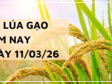 Giá Lúa Gạo Hôm Nay Ngày 11/3/2026: Gạo Xuất Khẩu Giữ Giá Tốt