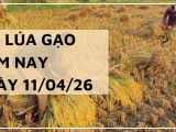 Giá Lúa Gạo Hôm Nay Ngày 11/4/2026: Thị Trường Đi Ngang