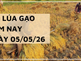 Giá Lúa Gạo Hôm Nay Ngày 05/05/2026: Thị Trường Trầm Lắng