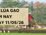 Giá Lúa Gạo Hôm Nay Ngày 11/5/2026: Nguồn Hàng Thu Hẹp