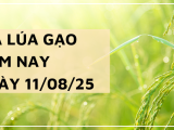 Giá Lúa Gạo Hôm Nay Ngày 11/8/2025: Thị Trường Ổn Định