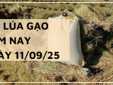 Giá Lúa Gạo Hôm Nay Ngày 11/9/2025: Giao Dịch Chậm 