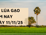 Giá Lúa Gạo Hôm Nay Ngày 11/11/2025: Nhu Cầu Lúa Mới Chậm