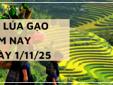 Giá Lúa Gạo Hôm Nay Ngày 1/11/2025: Thị Trường Trầm Lắng