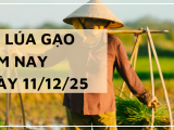 Giá Lúa Gạo Hôm Nay Ngày 11/12/2025: Một Số Loại Gạo Giảm Nhẹ