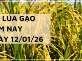 Giá Lúa Gạo Hôm Nay Ngày 12/1/2026: Giao Dịch Chậm