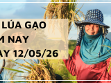 Giá Lúa Gạo Hôm Nay Ngày 12/05/2026: Lúa Tươi Nhích Giá