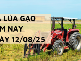 Giá Lúa Gạo Hôm Nay Ngày 12/8/2025: Gạo Xuất Khẩu Tăng Nhẹ