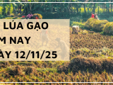 Giá Lúa Gạo Hôm Nay Ngày 12/11/2025: Thị Trường Trầm Lắng