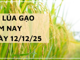 Giá Lúa Gạo Hôm Nay Ngày 12/12/2025: Thị Trường Trầm Lắng