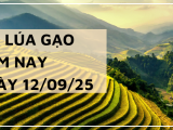 Giá Lúa Gạo Hôm Nay Ngày 12/9/2025: Lúa Gạo Vững Giá
