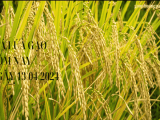 Giá lúa gạo hôm nay 13/04/2024: Giá lúa gạo ổn định, tiếp tục đà đi ngang