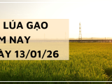 Giá Lúa Gạo Hôm Nay Ngày 13/1/2026: Nguồn Lúa Đông Xuân Ra Rải Rác