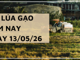 Giá Lúa Gạo Hôm Nay Ngày 13/05/2026: Nguồn Cung Thu Hẹp