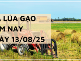 Giá Lúa Gạo Hôm Nay Ngày 13/8/2025: Gạo Nguyên Liệu Xuất Khẩu Tiếp Đà Tăng Nhẹ