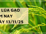 Giá Lúa Gạo Hôm Nay Ngày 13/11/2025: Lúa Giữ Giá Ổn Định