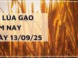 Giá Lúa Gạo Hôm Nay Ngày 13/9/2025: Giá Lúa Gạo Giảm