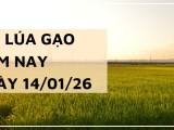 Giá Lúa Gạo Hôm Nay Ngày 14/1/2026: Lúa Đông Xuân Ra Thị Trường