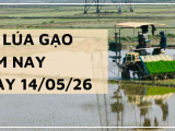 Giá Lúa Gạo Hôm Nay Ngày 14/5/2026: Lúa Thơm Đồng Loạt Tăng Giá