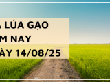 Giá Lúa Gạo Hôm Nay Ngày 14/8/2025: Thị Trường Chững Lại
