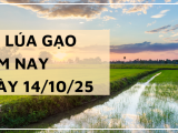 Giá Lúa Gạo Hôm Nay Ngày 14/10/2025: Giao Dịch Lúa Mới Lai Rai