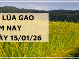 Giá Lúa Gạo Hôm Nay Ngày 15/1/2026: Gạo Giữ Nhịp Ổn Định