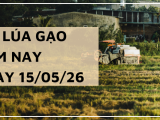 Giá Lúa Gạo Hôm Nay Ngày 15/05/2026: Gạo Nguyên Liệu Đồng Loạt Tăng Giá