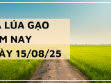 Giá Lúa Gạo Hôm Nay Ngày 15/8/2025: Giao Dịch Cầm Chừng