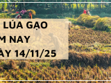 Giá Lúa Gạo Hôm Nay Ngày 14/11/2025: Giao Dịch Trầm Lắng