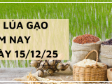 Giá Lúa Gạo Hôm Nay Ngày 15/12/2025: Thị Trường Trầm Lắng