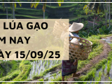 Giá Lúa Gạo Hôm Nay Ngày 15/9/2025: Giá Cả Đi Ngang