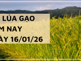 Giá Lúa Gạo Hôm Nay Ngày 16/1/2026: Gạo Nhĩnh Giá
