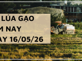 Giá Lúa Gạo Hôm Nay Ngày 16/5/2026: Thị Trường Giao Dịch Chậm