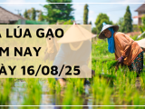 Giá Lúa Gạo Hôm Nay Ngày 16/8/2025: Thị Trường Chung Giữ Ổn Định