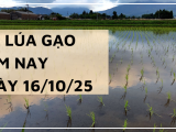 Giá Lúa Gạo Hôm Nay Ngày 16/10/2025: Giá Gạo Giảm Nhẹ
