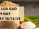 Giá Lúa Gạo Hôm Nay Ngày 16/12/2025: Lúa Tươi Chững Lại