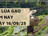 Giá Lúa Gạo Hôm Nay Ngày 16/9/2025: Giá Gạo Bật Tăng